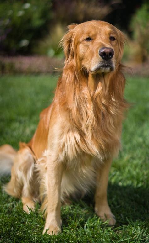 Pictures Of Golden Retrievers Golden Retriever Photo Gallery