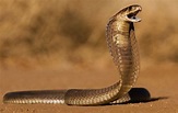 El secreto evolutivo del cóctel venenoso de la cobra – Alcanzando el ...