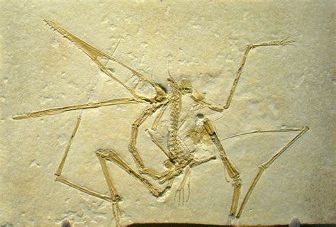 Toothless ‘dragon Pterosaurs Dominated The Late Cretaceous Skies