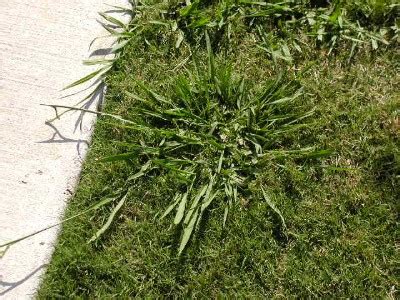 Bluestem grasses are warm season, native, perennial grasses that come in several varieties and are used clover seed is used in a wide range of applications. The Great Crabgrass Impostor | The Greenskeeper Lawn Service