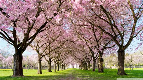 31 Hd Spring Wallpapers Backgrounds Images Design
