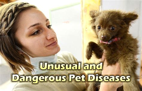Unusual And Dangerous Pet Diseases Did You Know Pets