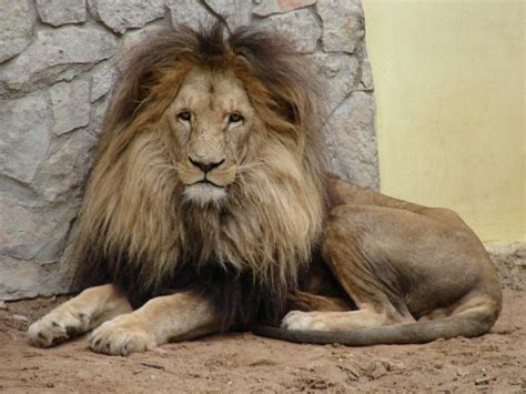 Panthera Leo Bleyenberghi Southwest African Lion Or Katanga Lion