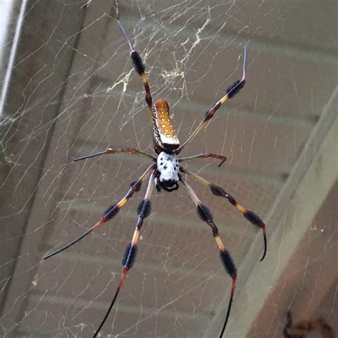 Quest Que Cest Nature Banana Spider Our Mississippi Home