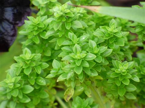Boxwood Basil Plant Info Tips For Growing Boxwood Basil Herbs