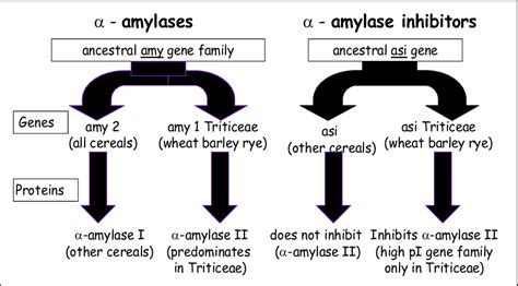 Co Evolution Of Alpha Amylases And Alpha Amylase Inhibitors In Cereals
