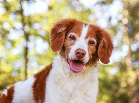 Senior Dog Adoption Checklist The Anxious Pet