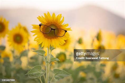 Sunflower With Glasses Photos And Premium High Res Pictures Getty Images