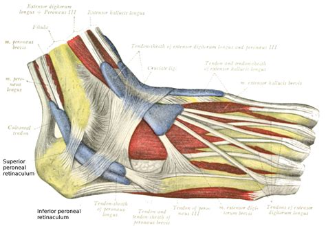 Peroneal Tendonitis Superior Peroneal Retinaculum Spr And Cross Fiber