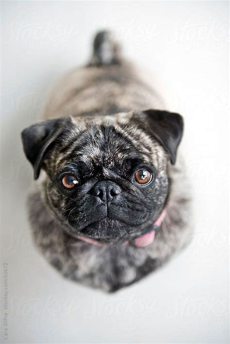I Love The Different Colors And Types Of Pugs Out Therel This Is A