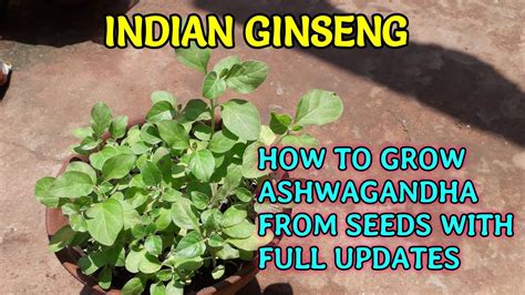 How To Grow Ashwagandha From Seeds With Full Updates Youtube
