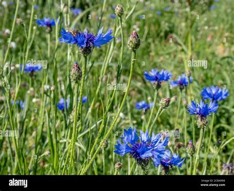 Beautiful Blue Cornflowers Blowing In The Breeze On A Summers Day Stock