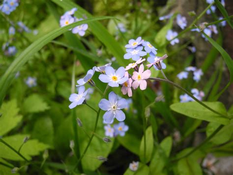 Free Images Nature Blossom Meadow Flower Summer Spring Herb