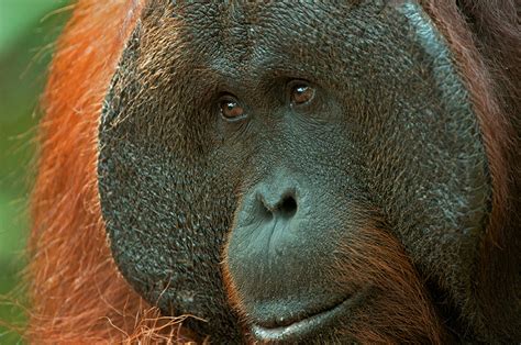 Alpha Male Orangutan Sean Crane Photography