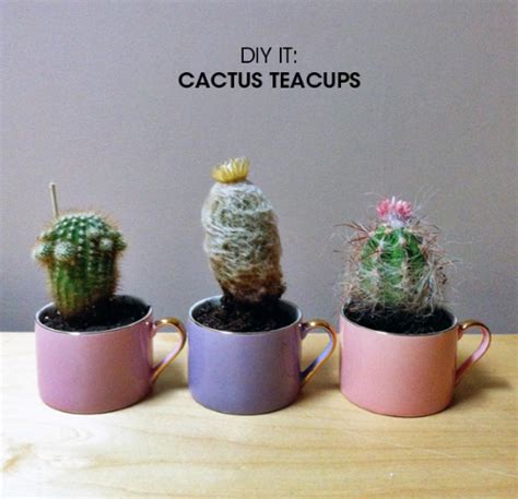 25 Cactus Crafts And Diy Nobiggie