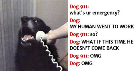 21 Hilarious Reasons Why Dogs Would Call 911 If A Dog 911 Existed