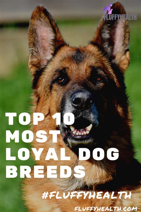Top 10 Most Loyal Dog Breeds Fluffyhealth