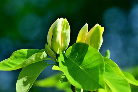 12 Common Species Of Magnolia Trees And Shrubs