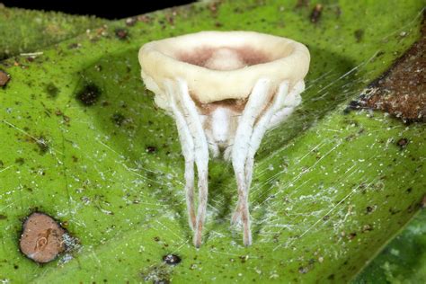 Cordyceps Fungus Parasitizing A Spider Photograph By Dr Morley Read