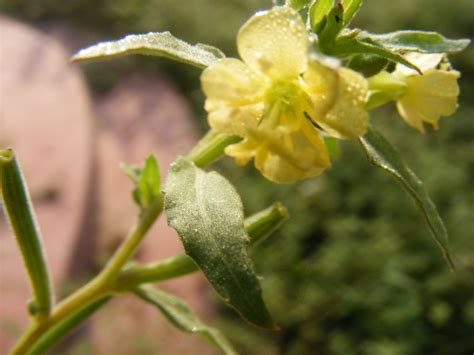 Oenothera Affinis Introduced Eflora Of India