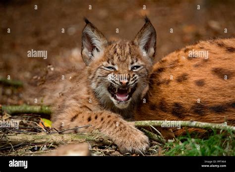 Eurasian Lynx With Cub Lynx Lynx Stock Photo Alamy