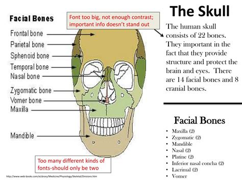 Ppt Bones Of The Body The Skull Powerpoint Presentation Free Download Id2282855