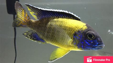 Blue Neon African Cichlid