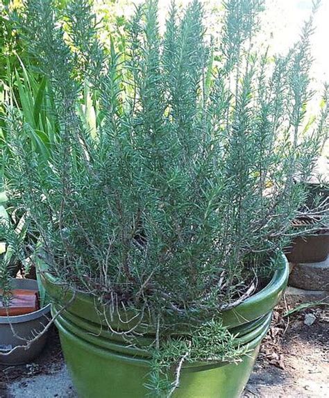 How To Grow Rosemary In Pots In A Northern Climate Dengarden