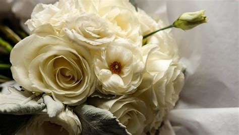 30 Types Of White Flowers With Names And Pictures