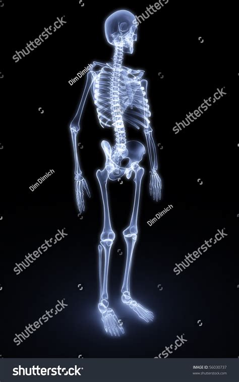 Human Skeleton Under The X Rays 3d Render Stock Photo 56030737