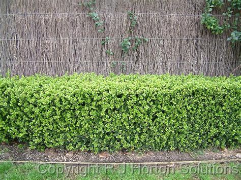 Buxus Hedge