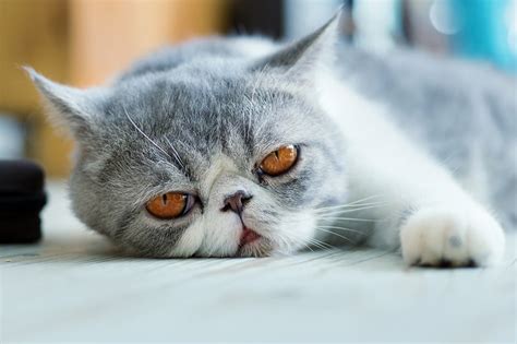 Exotic Shorthair Personality And Health Aspca Pet Health Insurance
