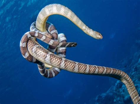 What Is A Group Of Snakes Called 7 Types Of Names