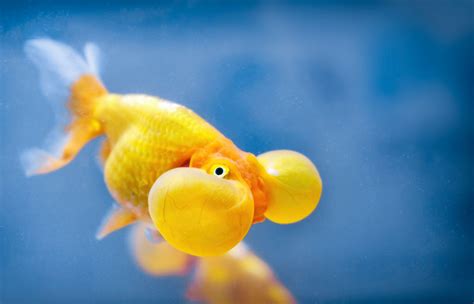 Types Of Goldfish To Consider For Your Aquarium