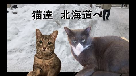 猫たち、北海道へ Cats Go To Hokkaido Japan Youtube