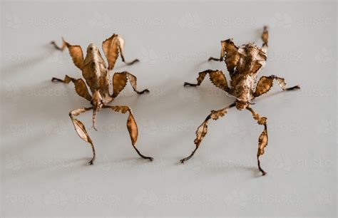 Babies and toddlers can safely watch them inside the enclosure, which can be brought the two articles care of stick insects and leaf and stick insects: Image of two spiny leaf insects, a male on the left and a ...