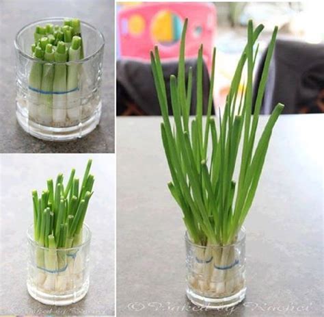 We did not find results for: CARA MENANAM DAUN BAWANG DI DALAM POT DENGAN MUDAH DAN ...
