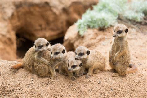 Animals Mammals Meerkats Wallpapers Hd Desktop And Mobile Backgrounds