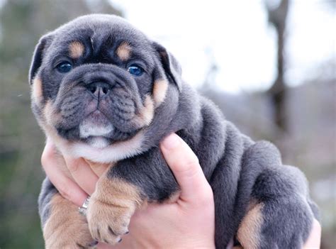 English bulldog puppy. | Dog obsessed, Cute animals, Puppy meme