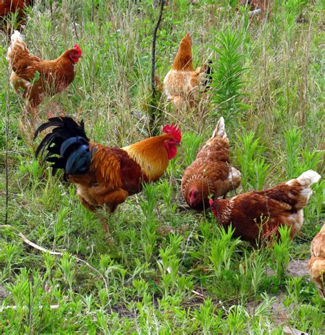 Check spelling or type a new query. Keeping chickens in your garden | SA Garden and Home