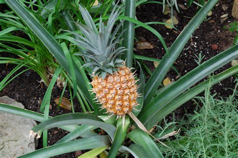 Five Simple Tips To Growing Pineapple Tops Into Beautiful Plants