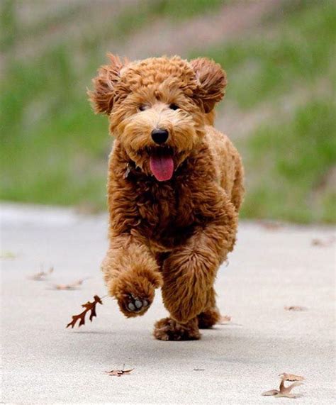 The goldendoodle is an affectionate and gentle dog that has gained popularity since he was first developed in 1990s. Die besten 25+ Medium goldendoodle Ideen auf Pinterest | Goldendoodle, golden-Doodles und ...
