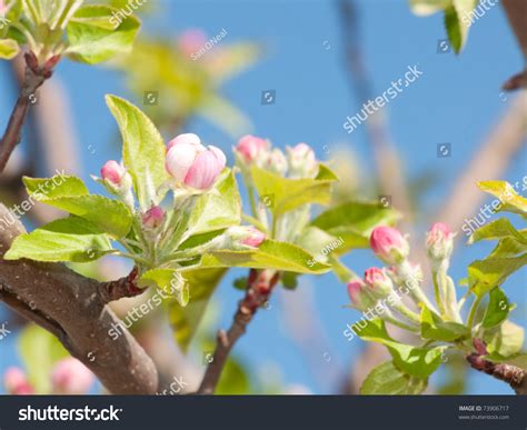 Apple Buds About To Open In Early Spring Stock Photo 73906717