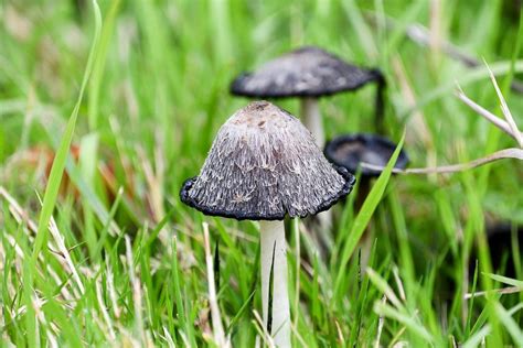 39 Different Types of Edible Mushrooms (with Photos!) | Clean Green Simple