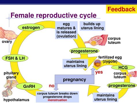 Ppt Endocrine System Hormones Reproduction Powerpoint Presentation