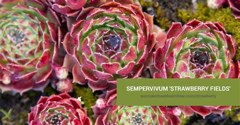 Sempervivum Strawberry Feels Succulents And Sunshine