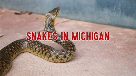 19 Snakes In Michigan With Pictures And Identification Guide