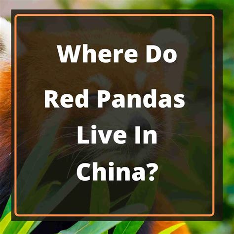 Where Do Red Pandas Live In China Answered