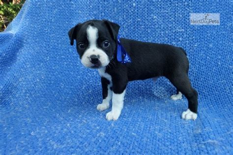 At normandy boston terriers we breed standard and colored boston's. Blacky: Boston Terrier puppy for sale near Los Angeles, California. | 7937ec48-5141