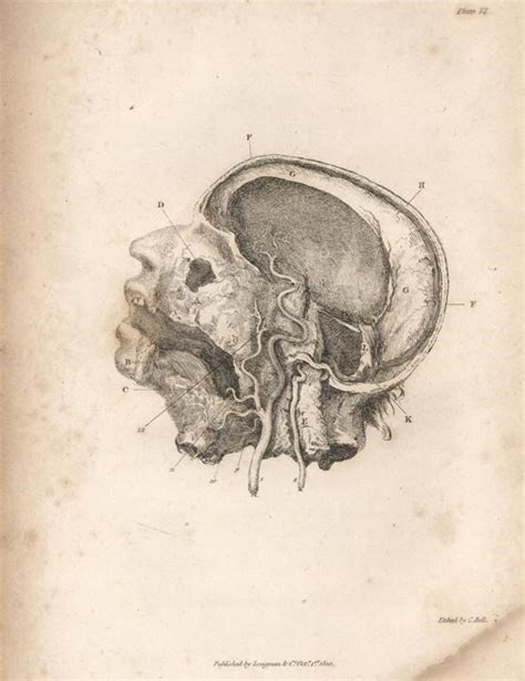 Dissecting A Human Head Through Anatomical Illustrations Scientific